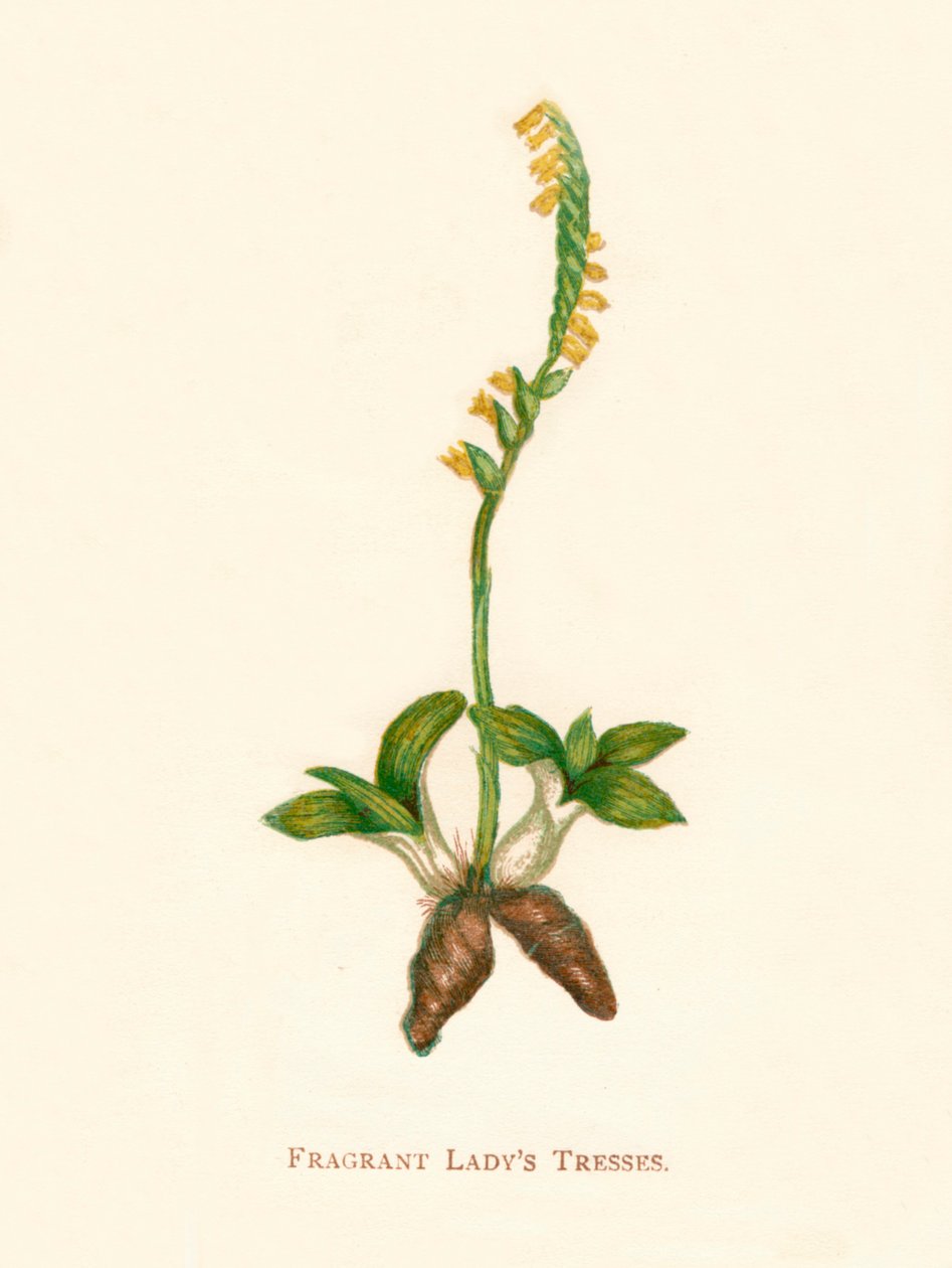 Trenzas fragantes de dama, c. 1891 de Anne Pratt