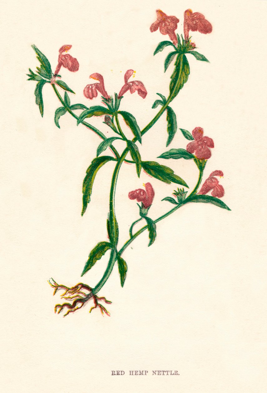Ortiga roja, c1891 de Anne Pratt