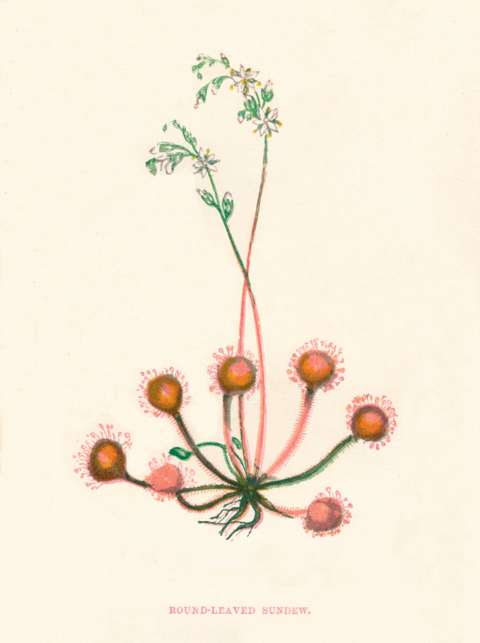 Rocío de sol de hojas redondas de Anne Pratt