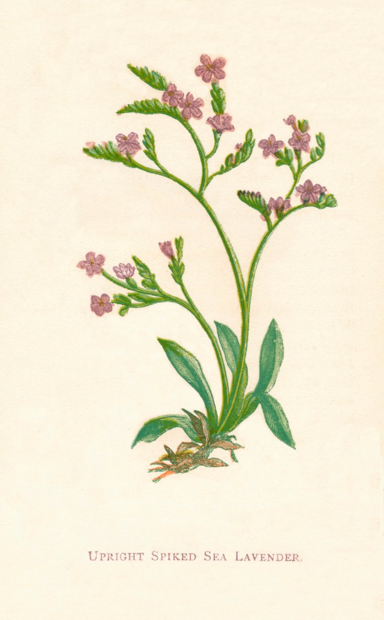 Lavanda marina espigada vertical, c. 1891 de Anne Pratt