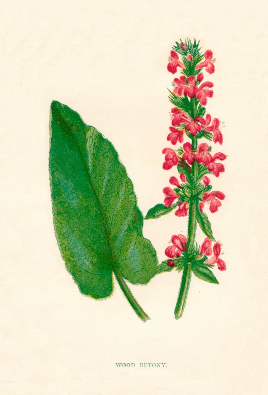 Betónica, c1891 de Anne Pratt