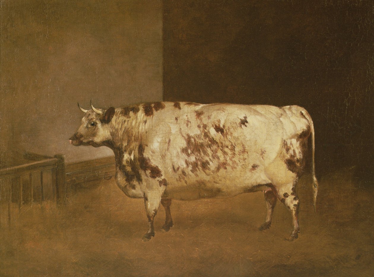 Vaca Shorthorn, c.1850 de Unbekannt Unbekannt
