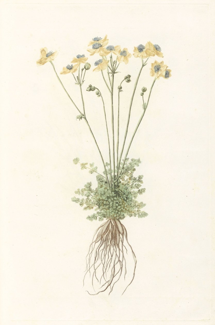 Planta con flores y raíces de Anonymous