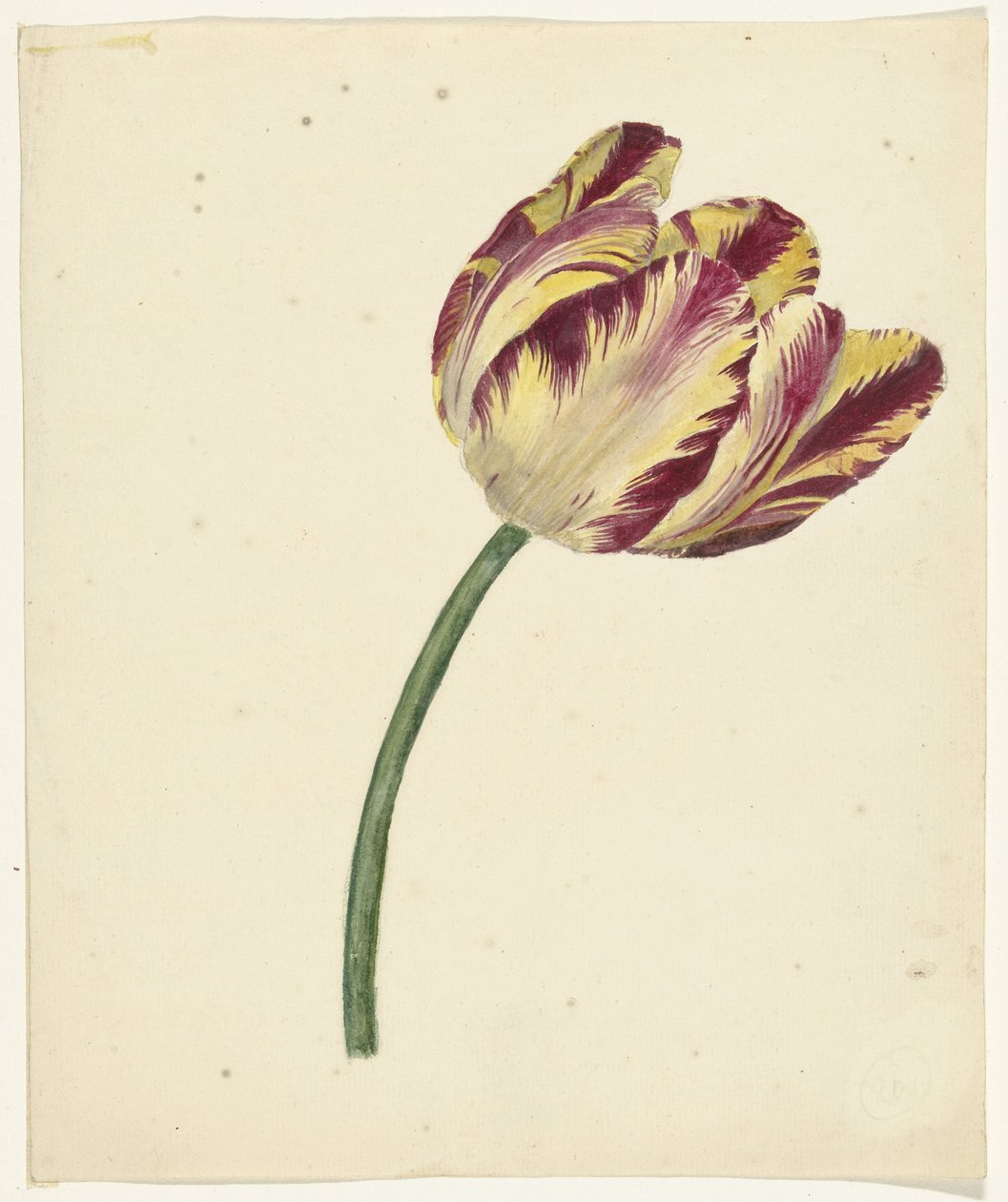 Tulipán amarillo-rojo de Anonymous