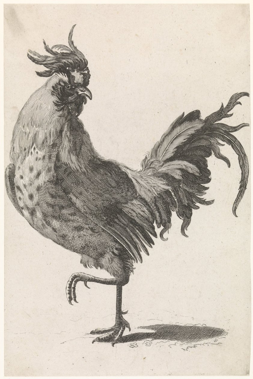 Gallo caminando a la izquierda, mirando hacia la derecha de Anonymous
