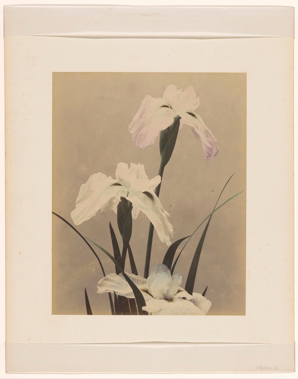 iris de Anonymous
