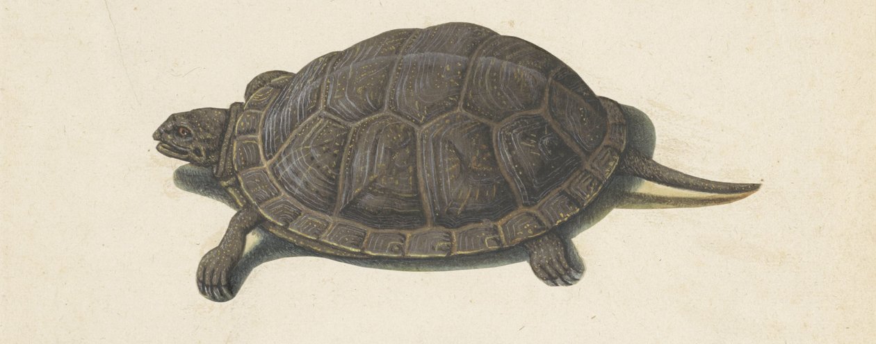 Tortuga de pantano
Álbum Lombardo (título de la serie) de Anonymous