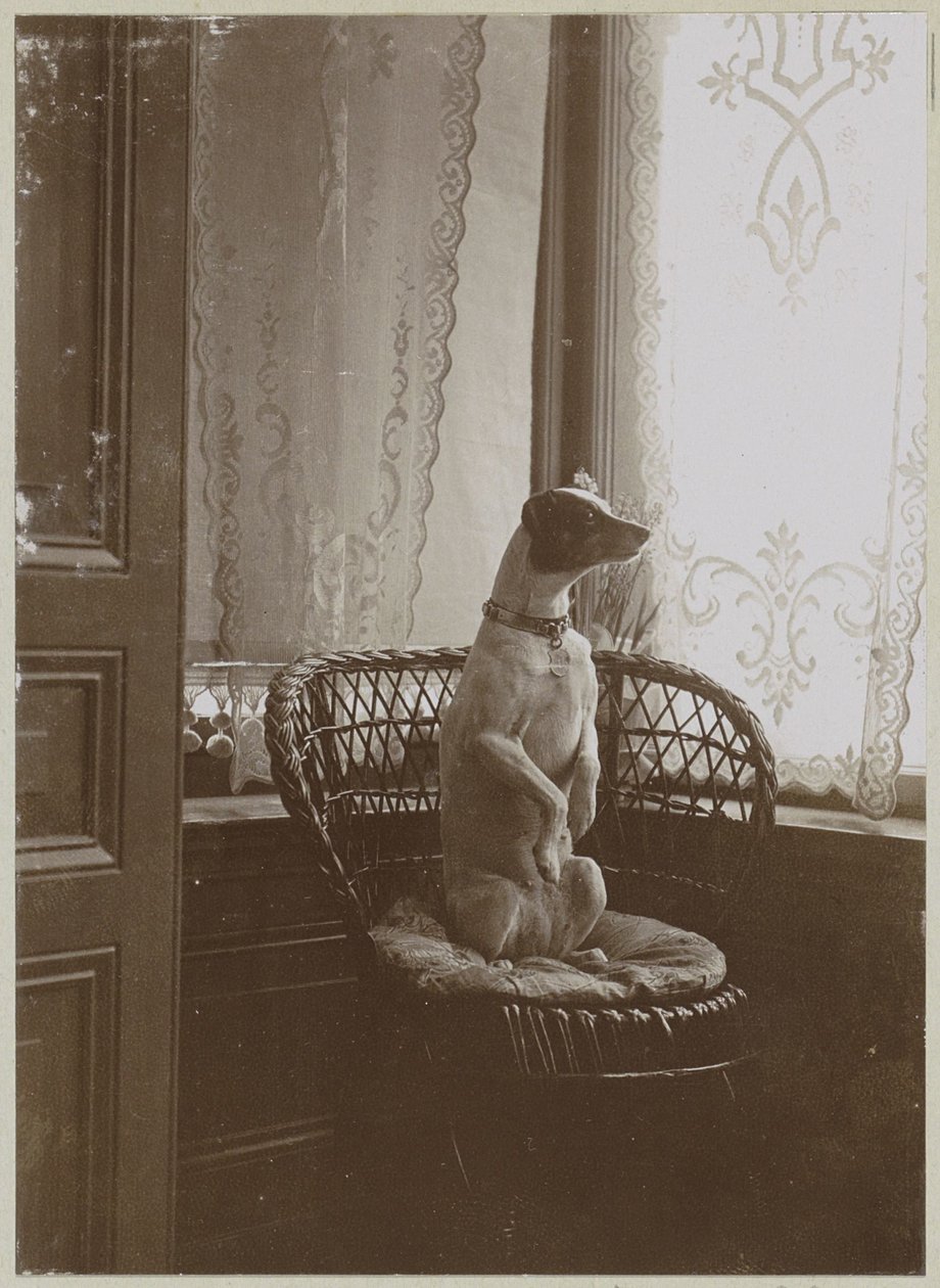 Perro sentado en una silla junto a una ventana de Anonymous