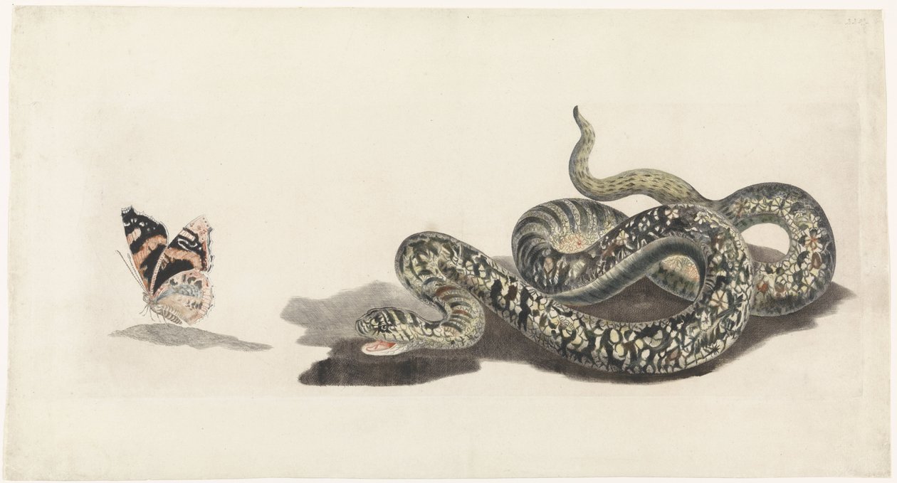 serpiente con una mariposa de Anonymous