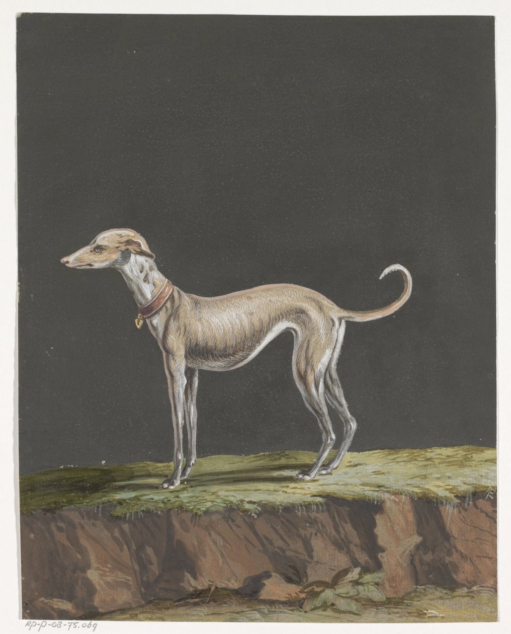 Galgo de pie a la izquierda de Anonymous