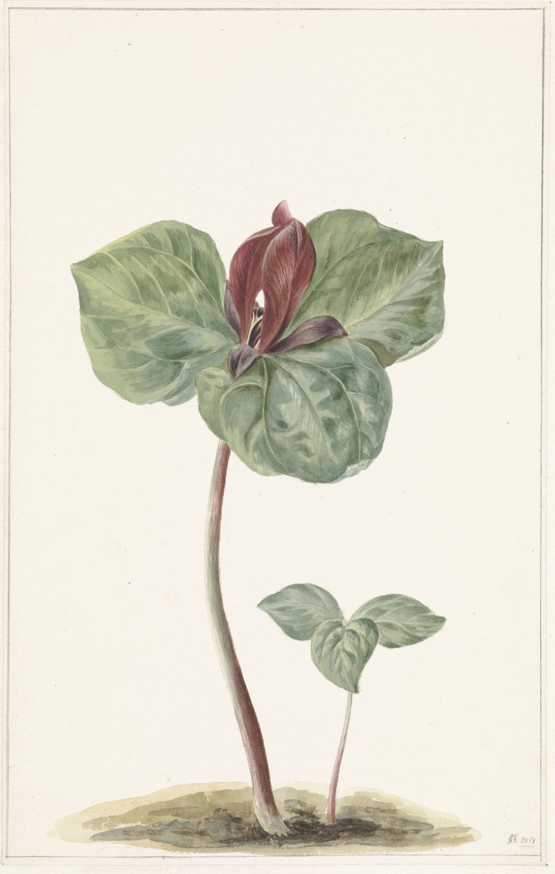 Trillium de Anonymous