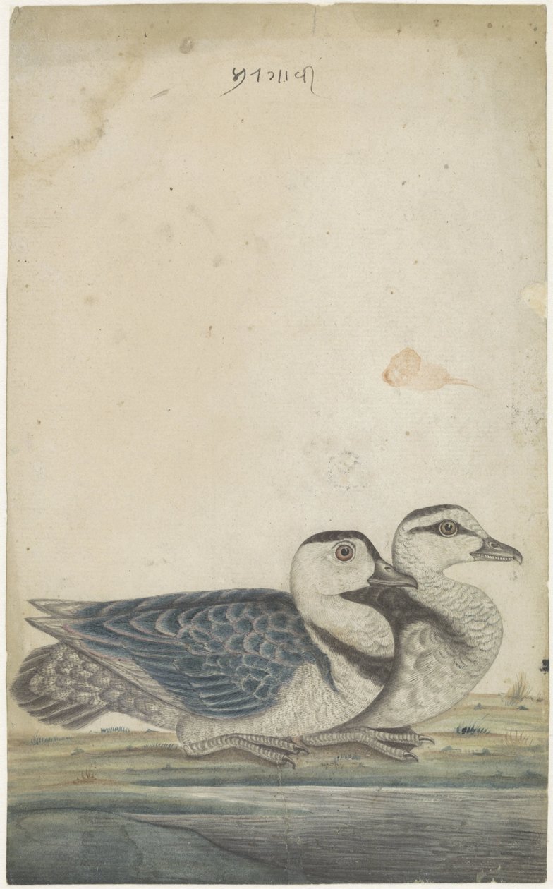 Dos patos de Anonymous