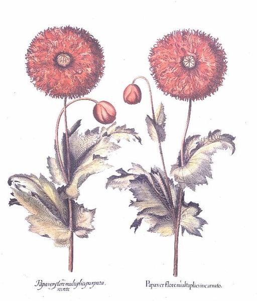 Amapolas Rojas, Alemán de Anonymous Anonymous