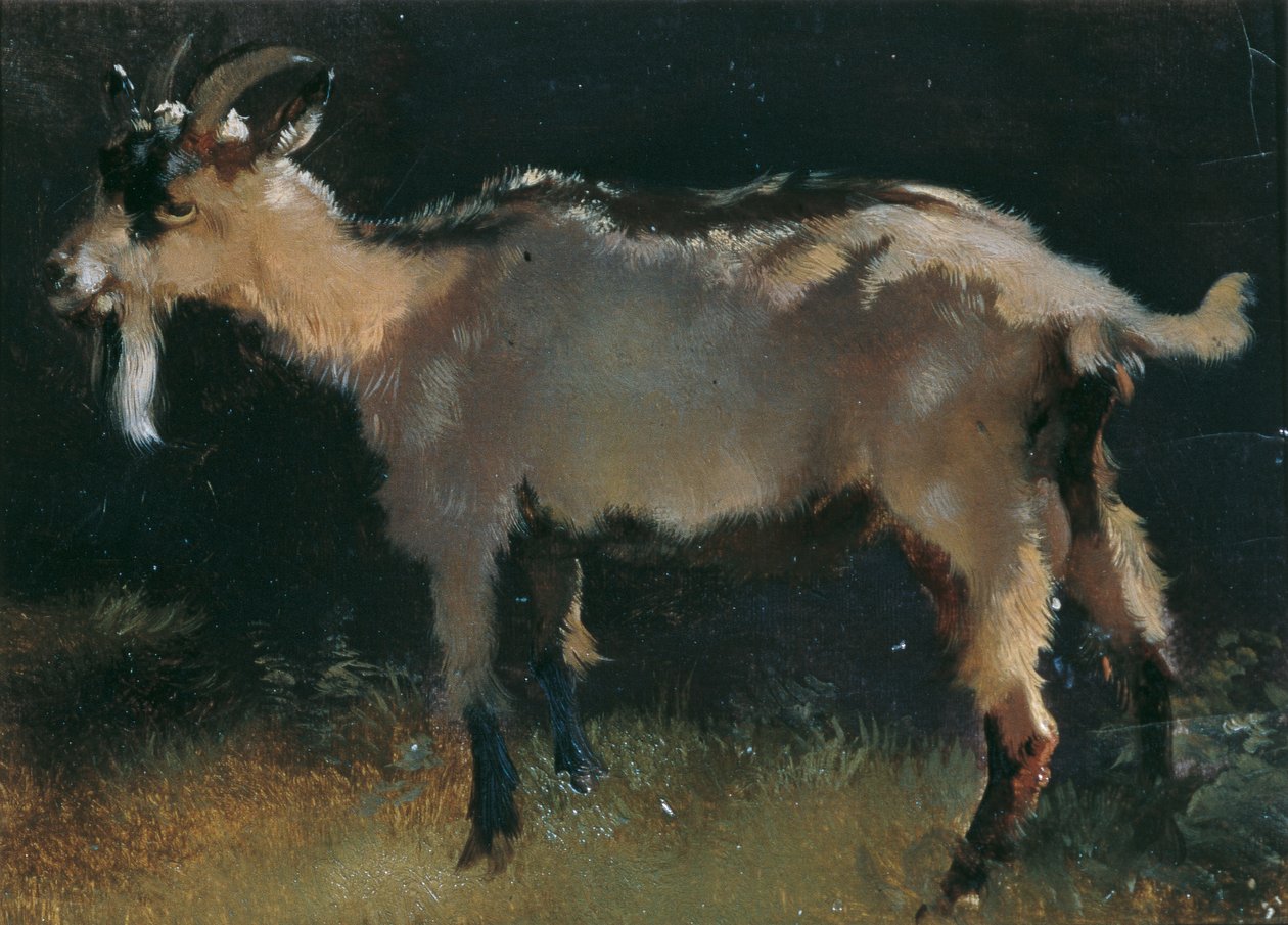 Cabra de Anton Schrodl