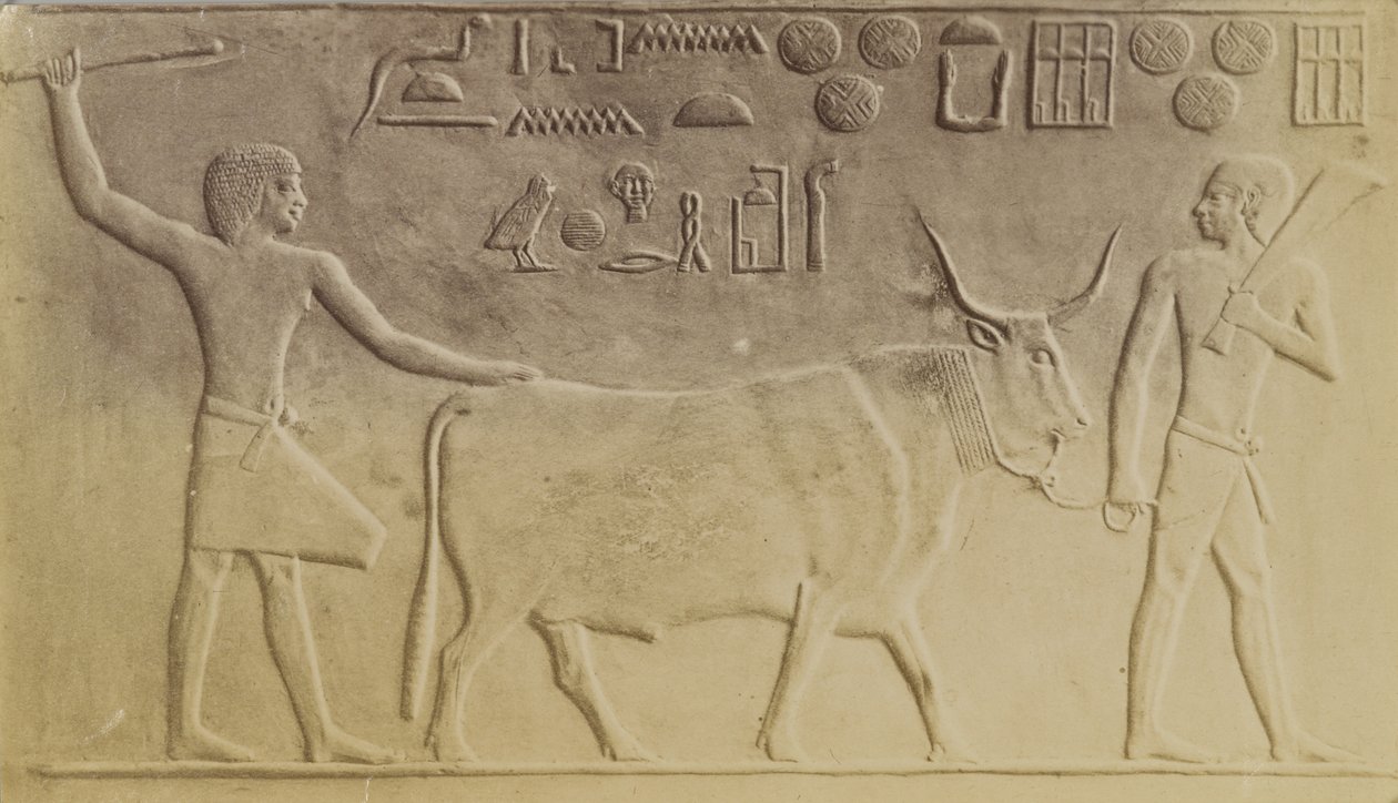 Toro sagrado en Saqqara de Antonio Beato