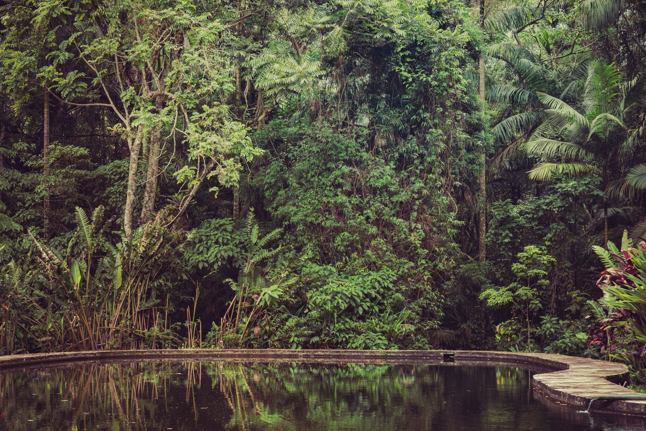 Selva tropical VI, 2021 (fotografía digital) de Antonio Schubert