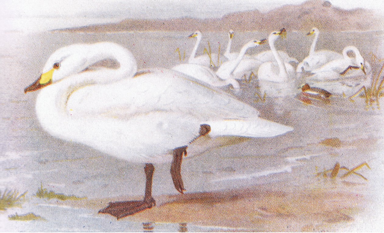 Cisne de Bewick de Archibald Thorburn