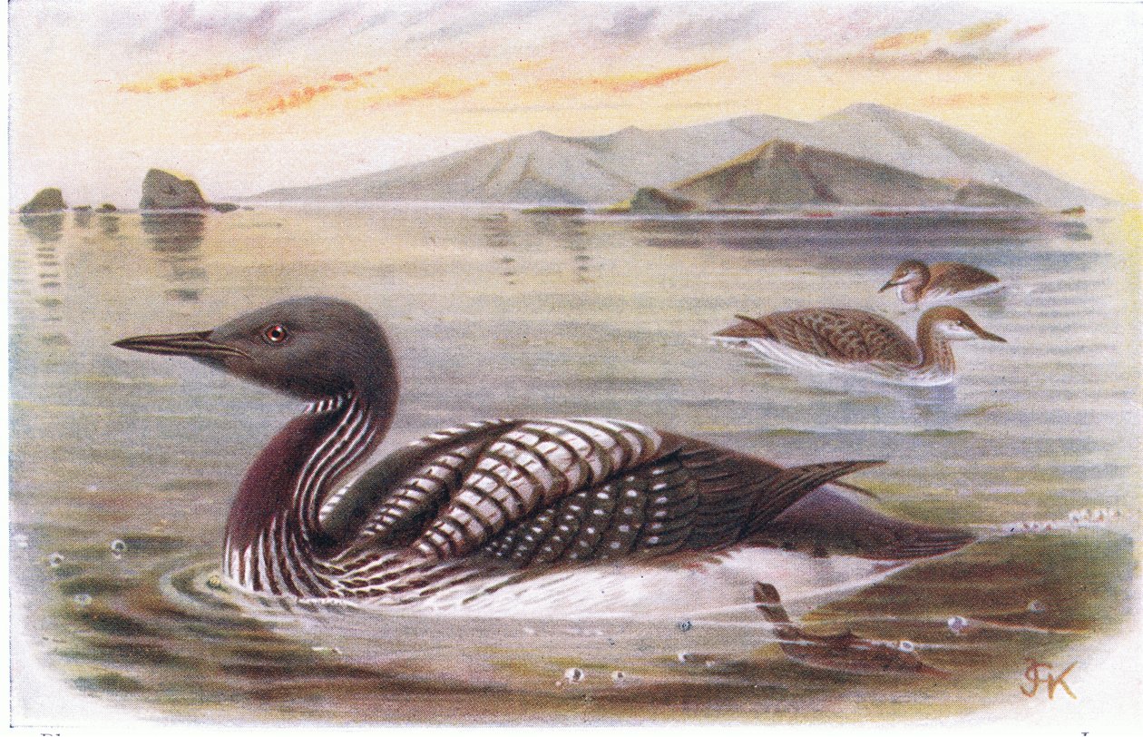 Colimbo Ártico de Archibald Thorburn