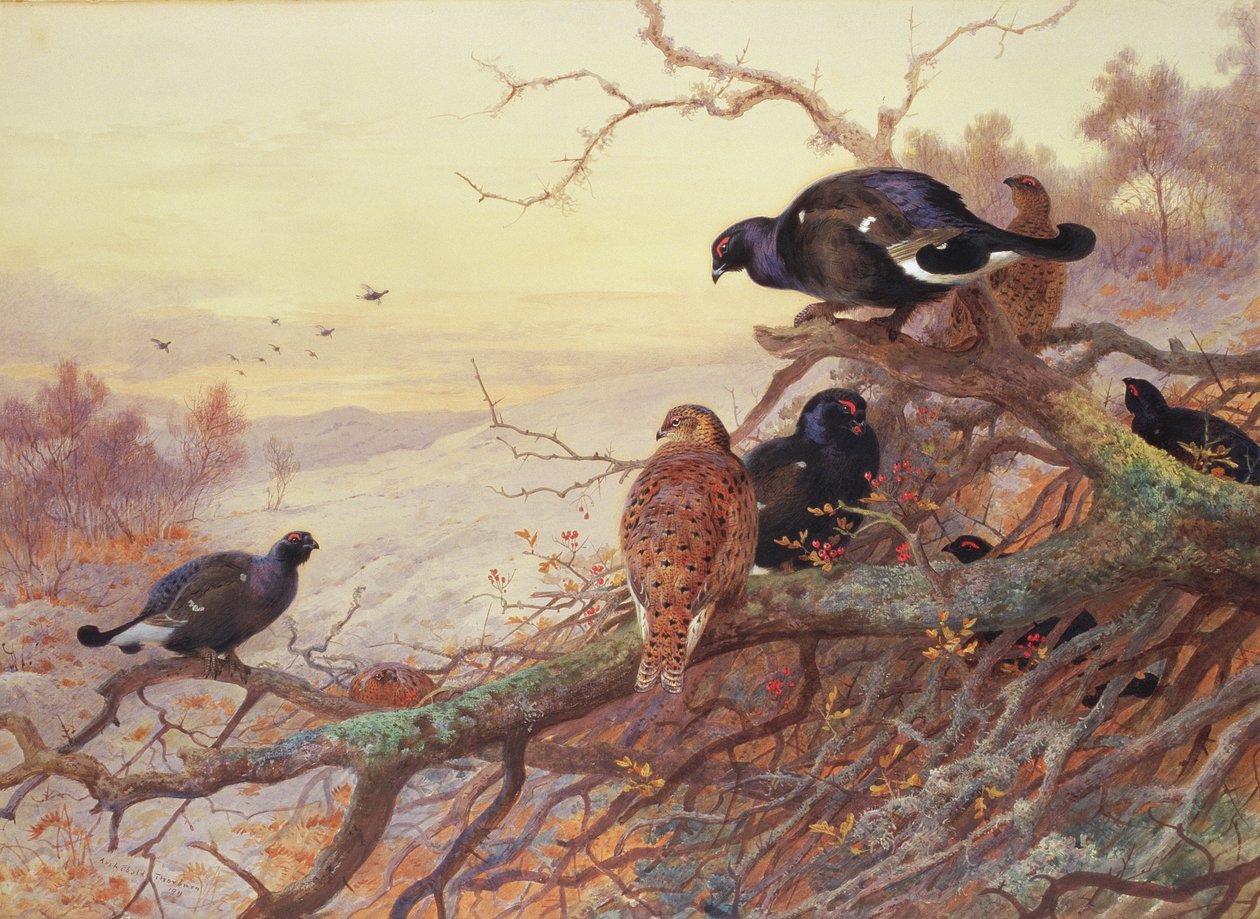 Urogallo en invierno de Archibald Thorburn