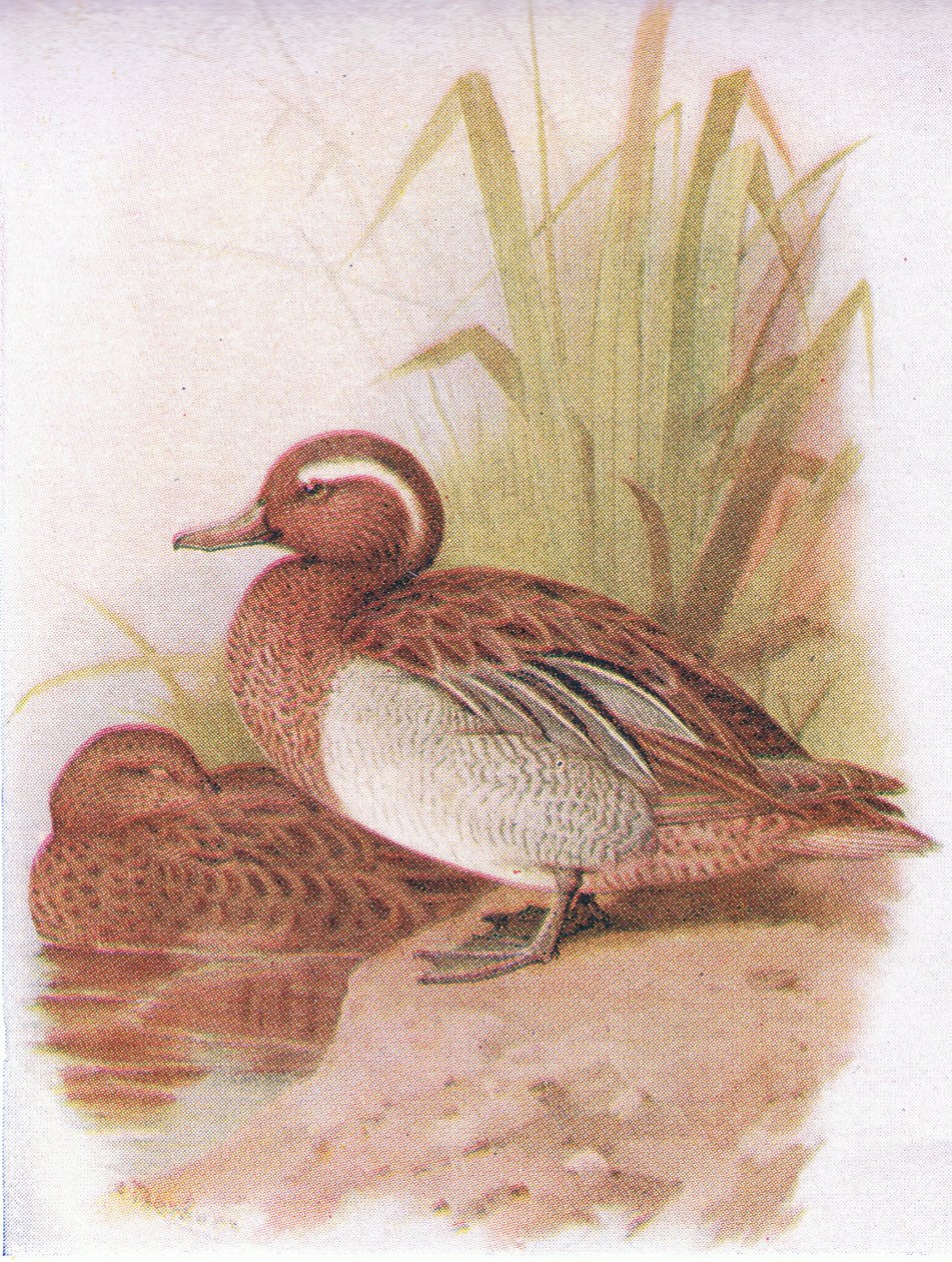 Cerceta carretona de Archibald Thorburn