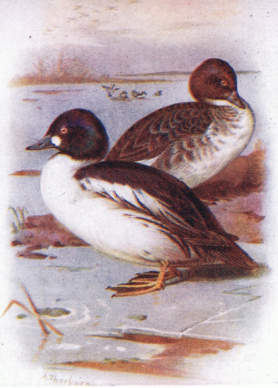 Porrón moñudo de Archibald Thorburn