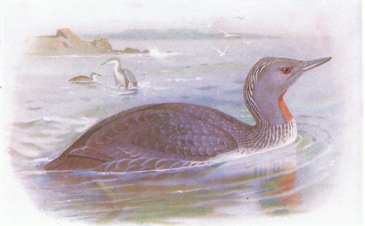 Colimbo ártico de Archibald Thorburn