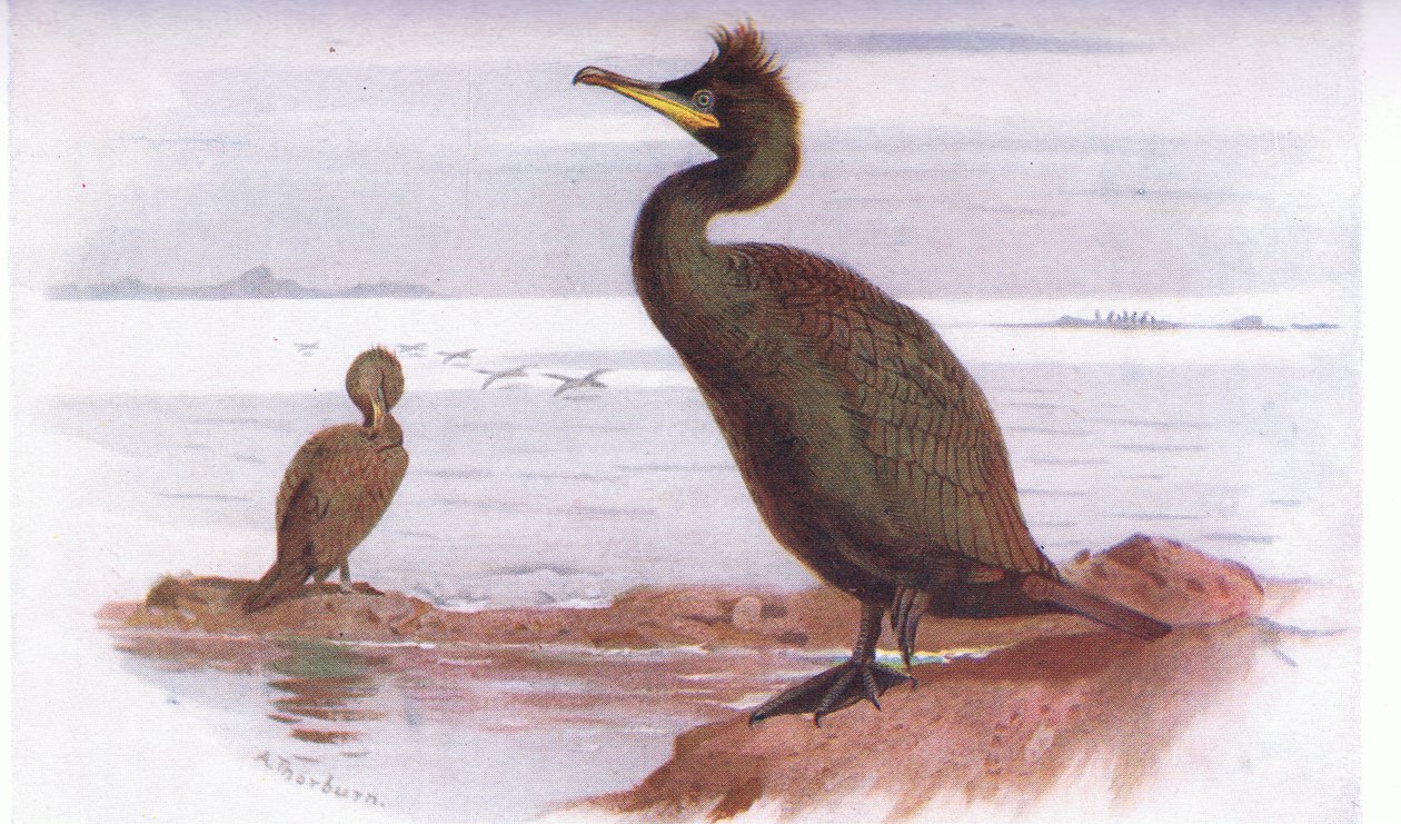 Cormorán de Archibald Thorburn