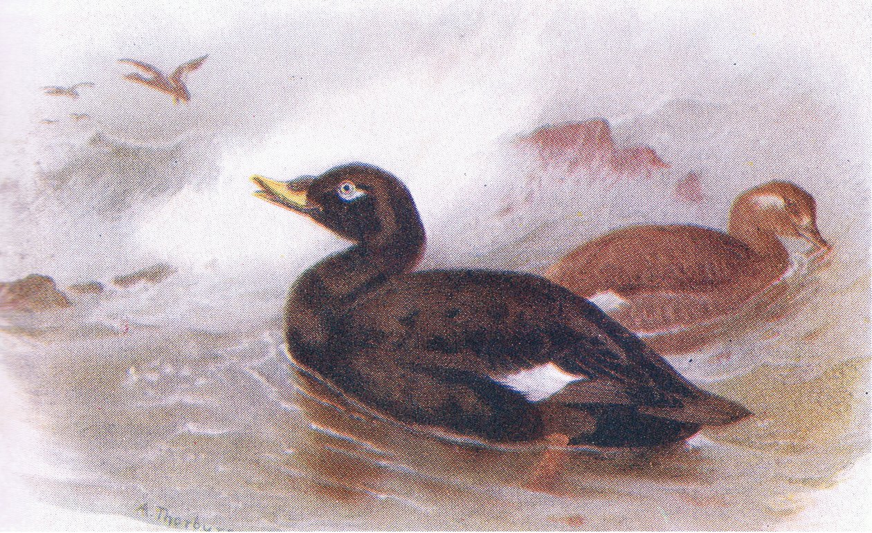 Negrón Especulado de Archibald Thorburn