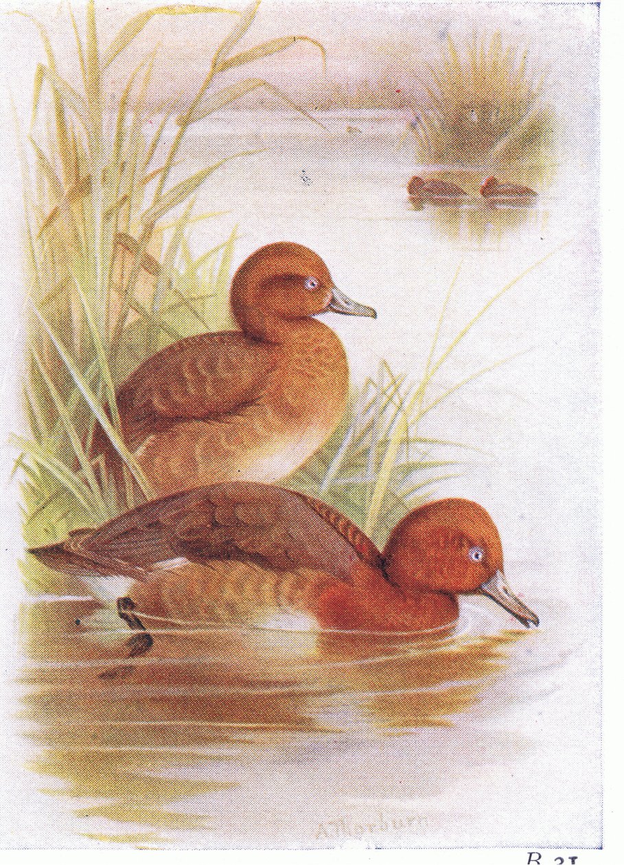 Porrón Pardo de Archibald Thorburn