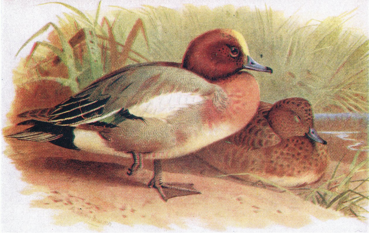 Ánade silbón de Archibald Thorburn