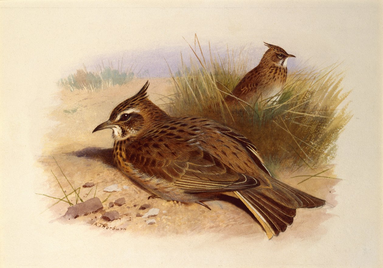 Una alondra crestada, pájaros británicos de Archibald Thorburn