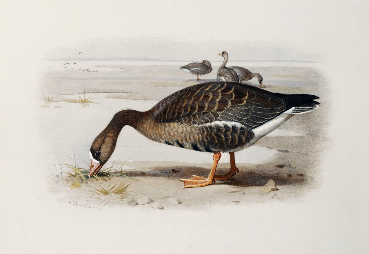 Un ganso de frente blanca de Archibald Thorburn