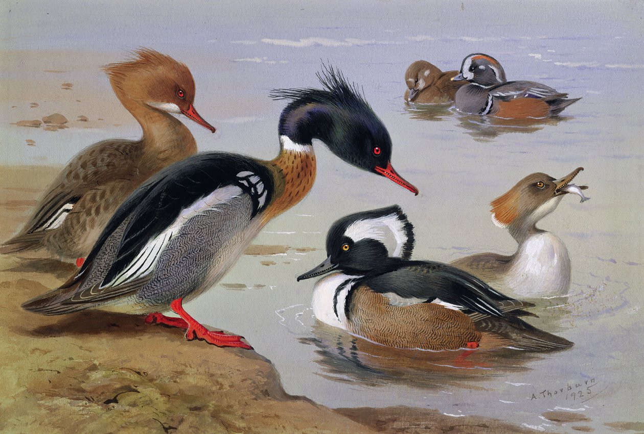 Patos junto a un lago de Archibald Thorburn