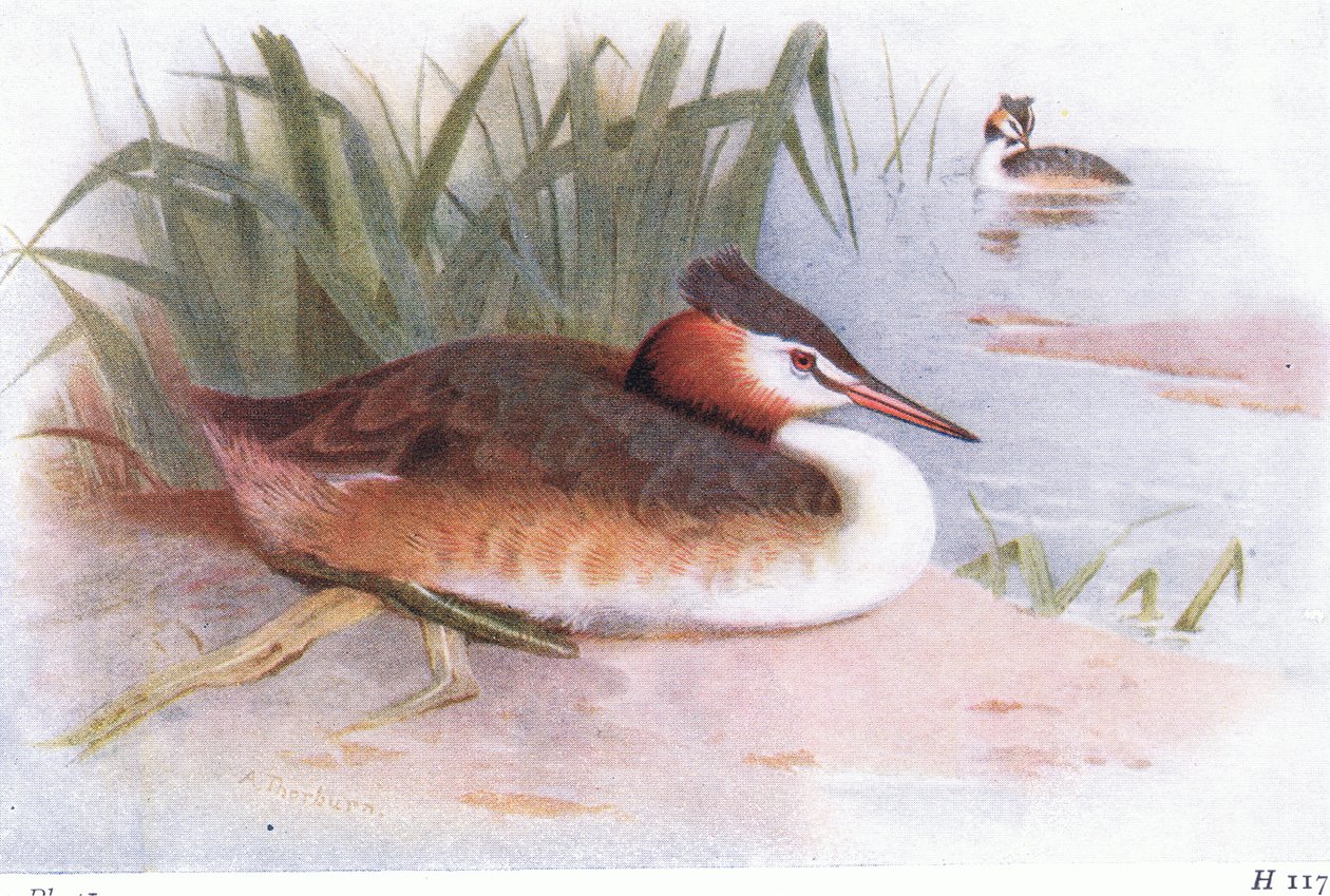 Somormujo Lavanco de Archibald Thorburn