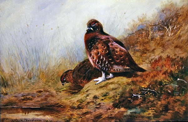 Urogallo de Archibald Thorburn