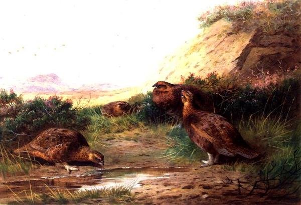 Urogallo en un paisaje de Archibald Thorburn