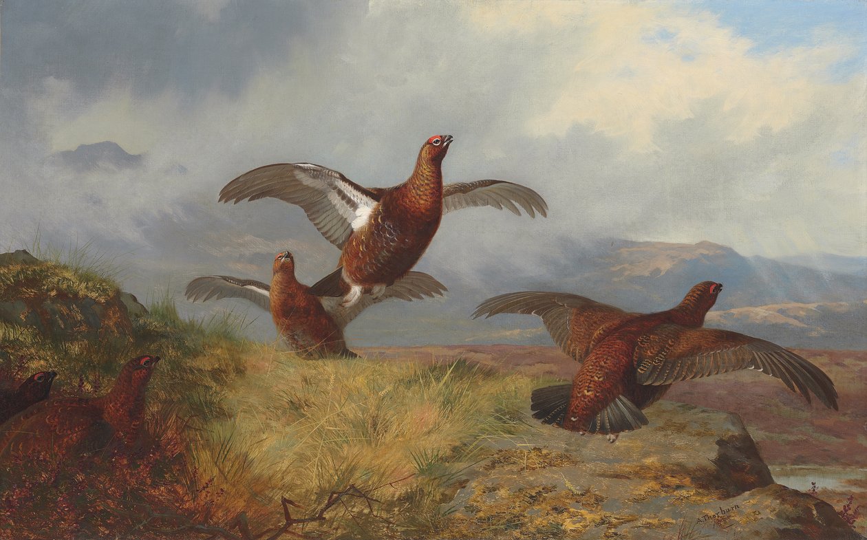 Urogallo en vuelo de Archibald Thorburn