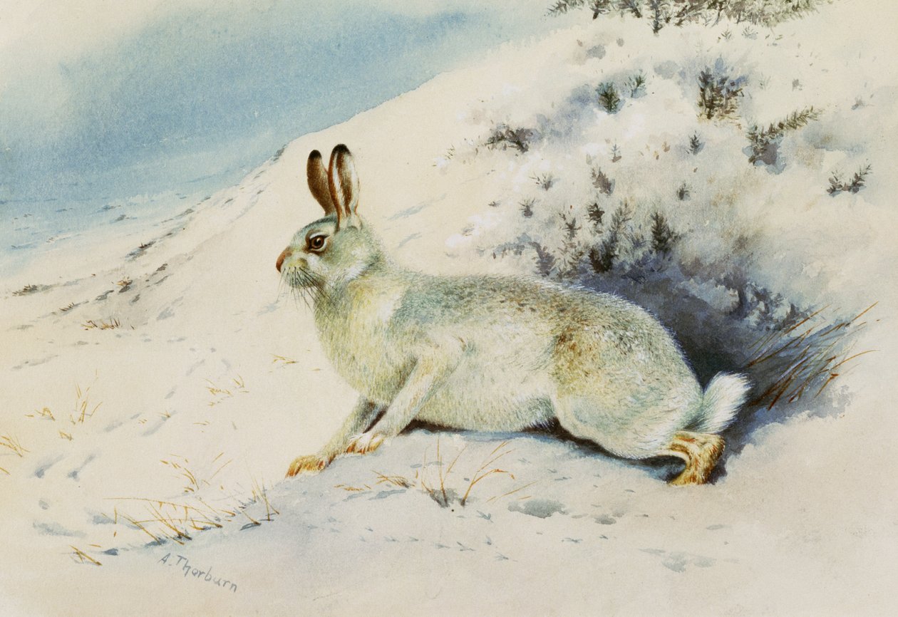 Liebre de Archibald Thorburn