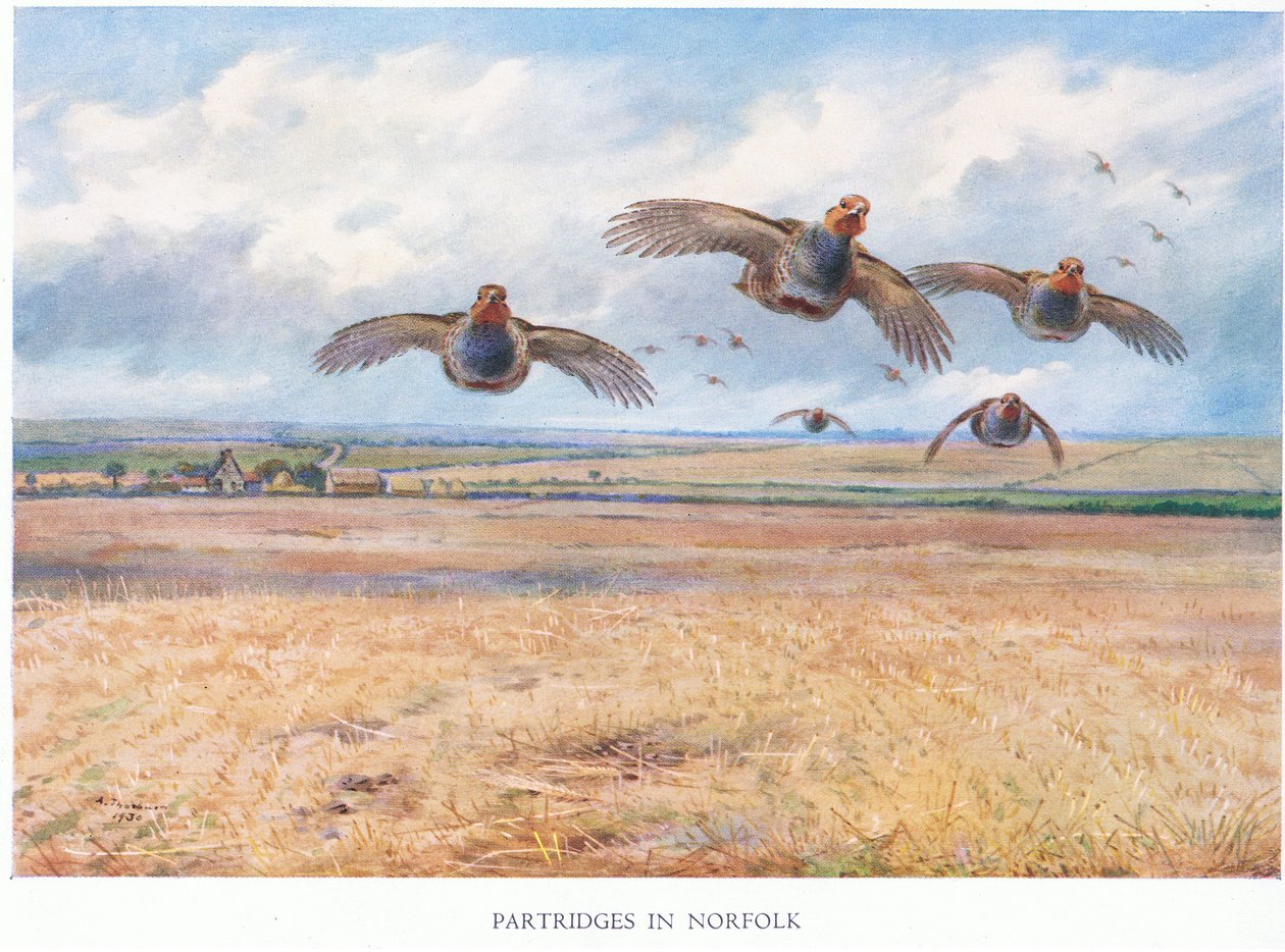 Perdices en Norfolk, 1938 de Archibald Thorburn