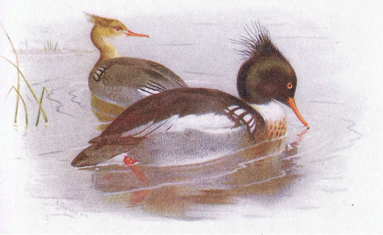 Serreta Mediana de Archibald Thorburn