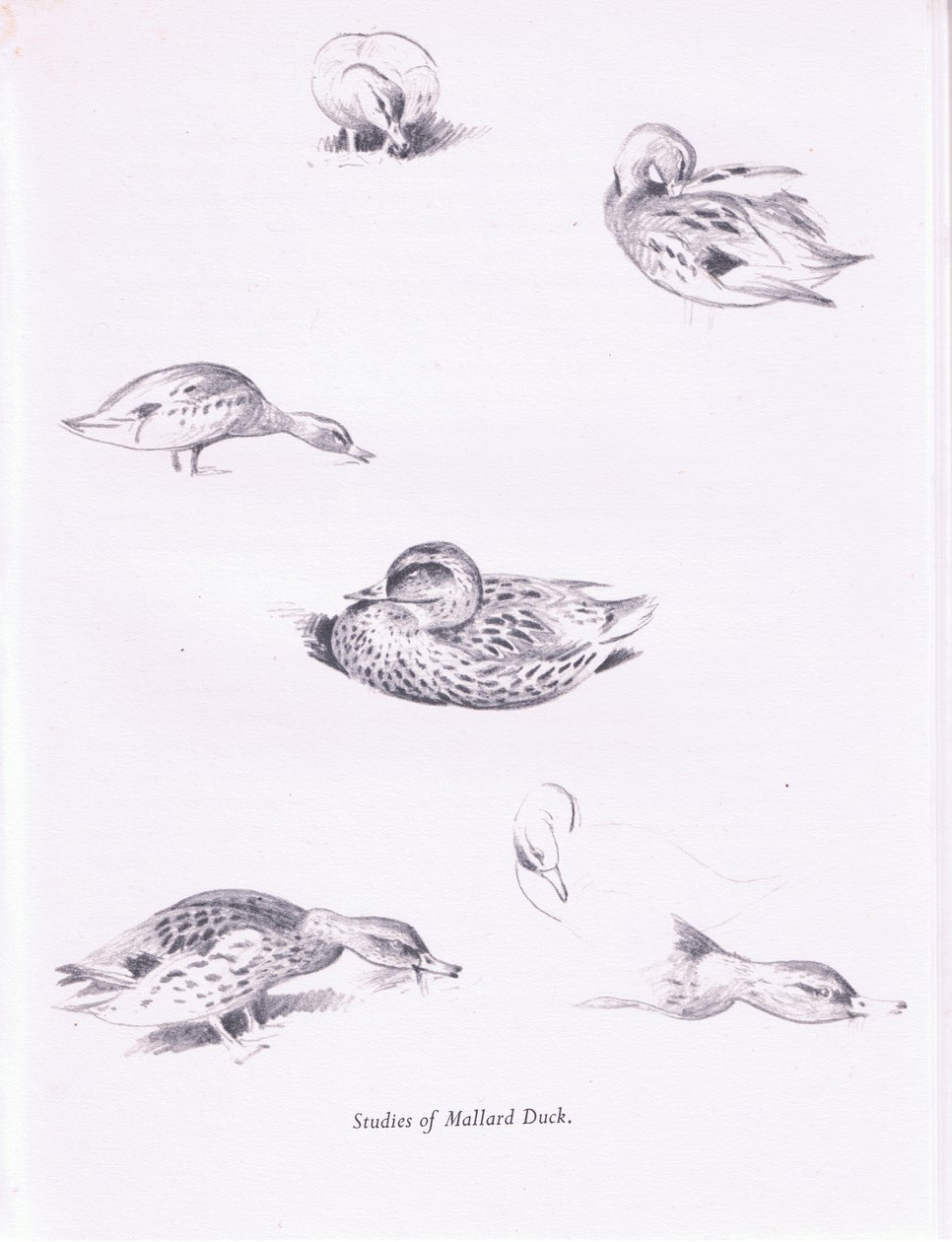 Estudios de patos reales de Archibald Thorburn