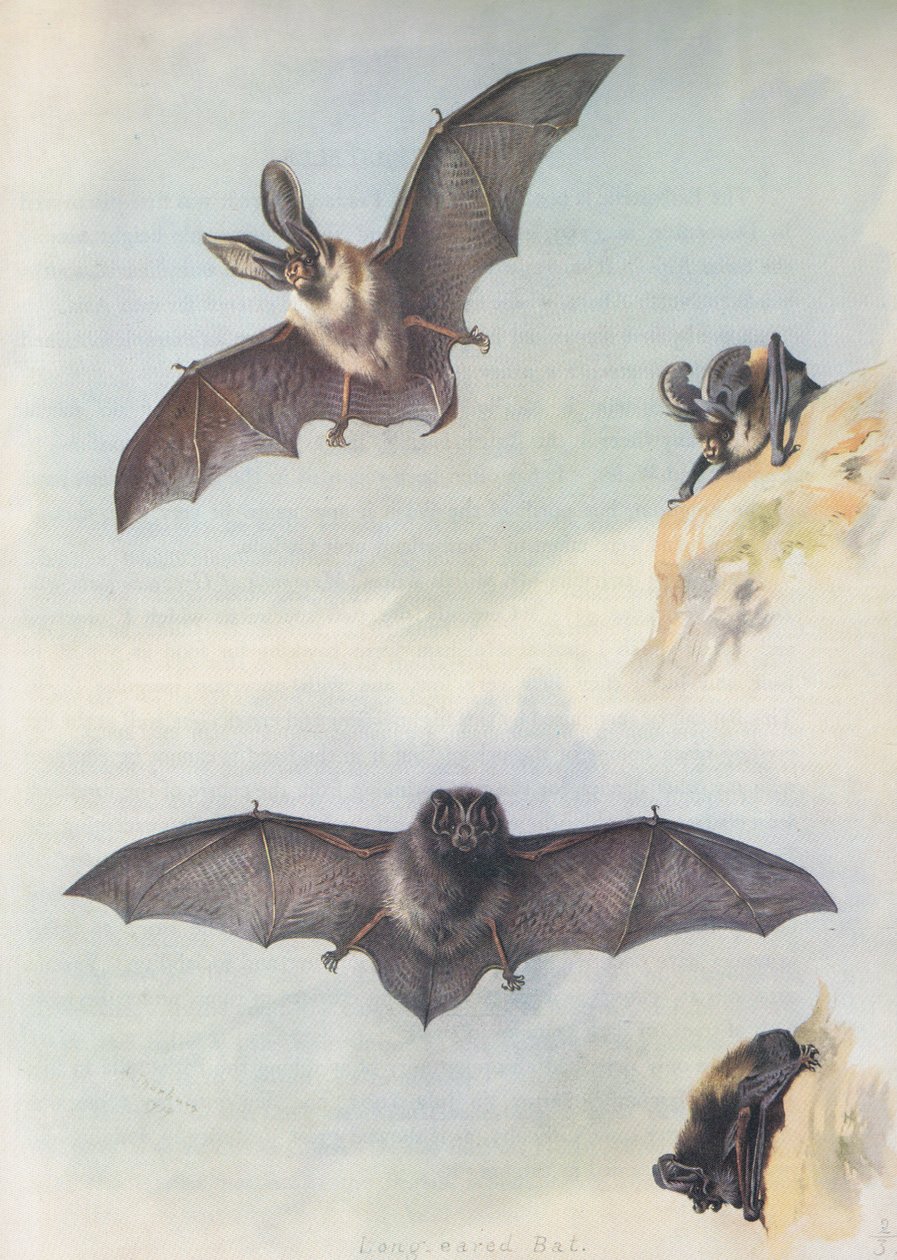 El Barbastelle de Archibald Thorburn