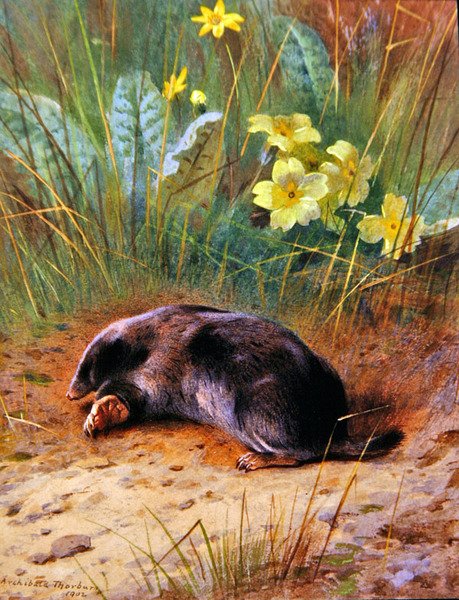 El topo común de Archibald Thorburn