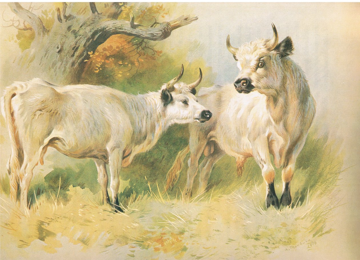 Ganado salvaje de Archibald Thorburn