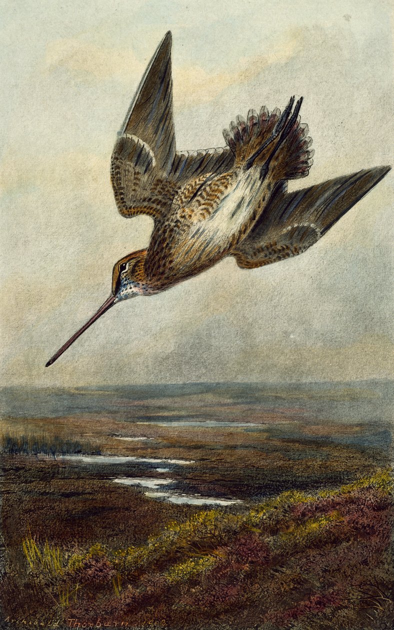 Becada de Archibald Thorburn