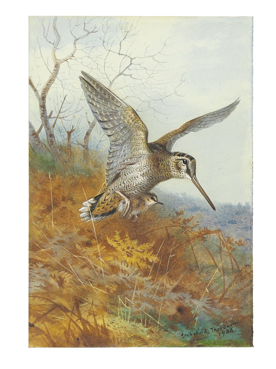 Becada y jóvenes de Archibald Thorburn