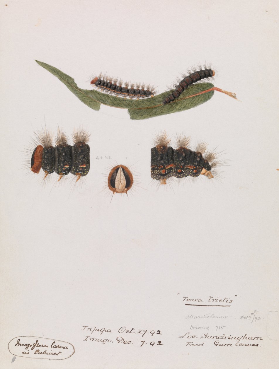 Oruga, Epicoma contristis, Teara tristis de Arthur Bartholomew