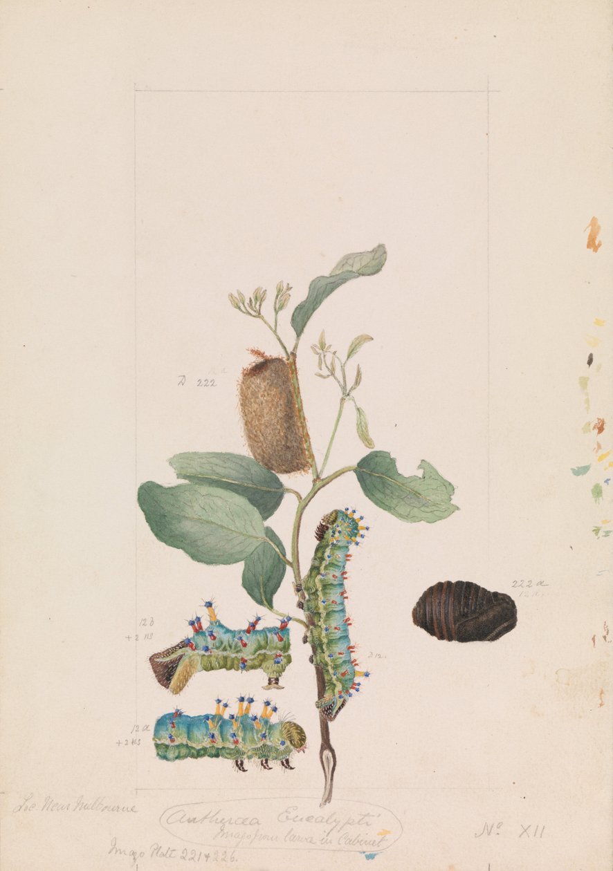 Polilla del Eucalipto, Opodiphthera eucalypti de Arthur Bartholomew