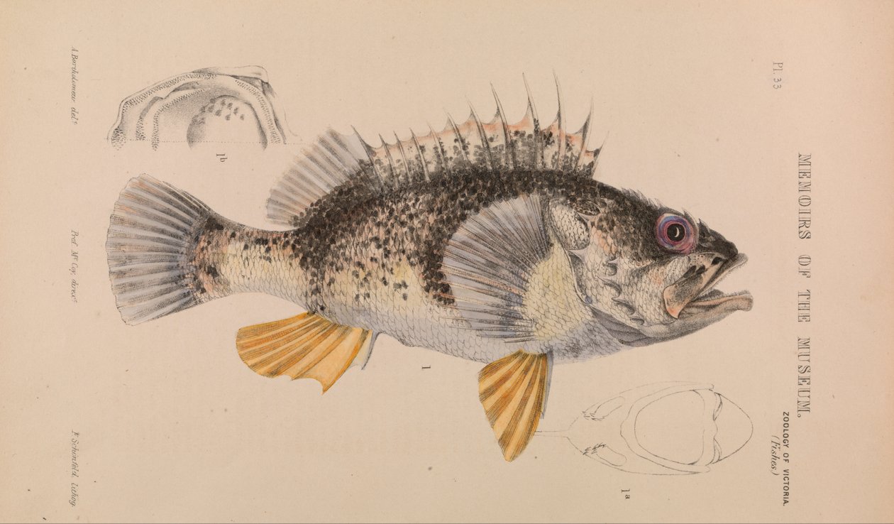 Perca Oceánica, Helicolenus percoides de Arthur Bartholomew