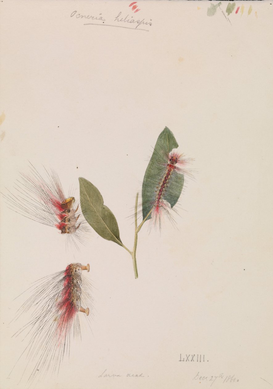 Anthelid Rosa, Chenuala helispis de Arthur Bartholomew